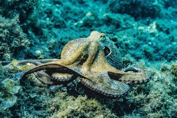 From Ancient Myths to Modern Science: The Enigmatic Journey of the Octopus Through the Ages