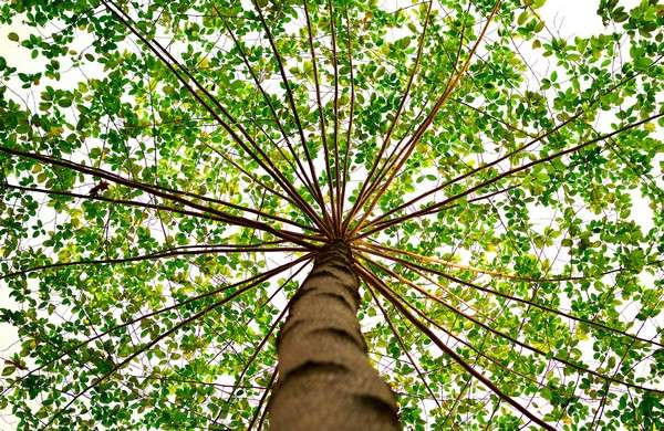 Patience is a tree with bitter roots but sweet fruits.