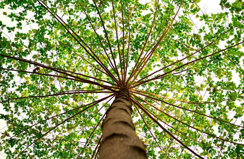 Biotechnologies for Environmental Protection: Water and Air Purification