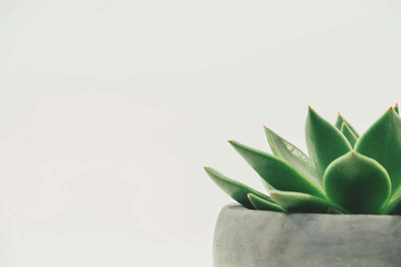 Biotechnologies in Food Production: Sustainable Solutions for the Food Industry