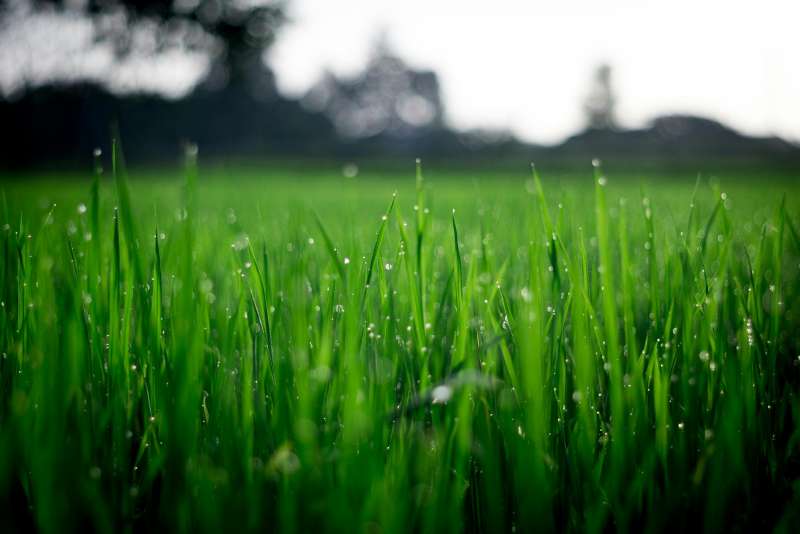 Biotechnologies in the Food Industry: Sustainable Food Production