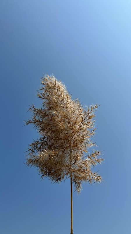 Reed Dance: The Interplay of Tradition and Modernity in Eswatini